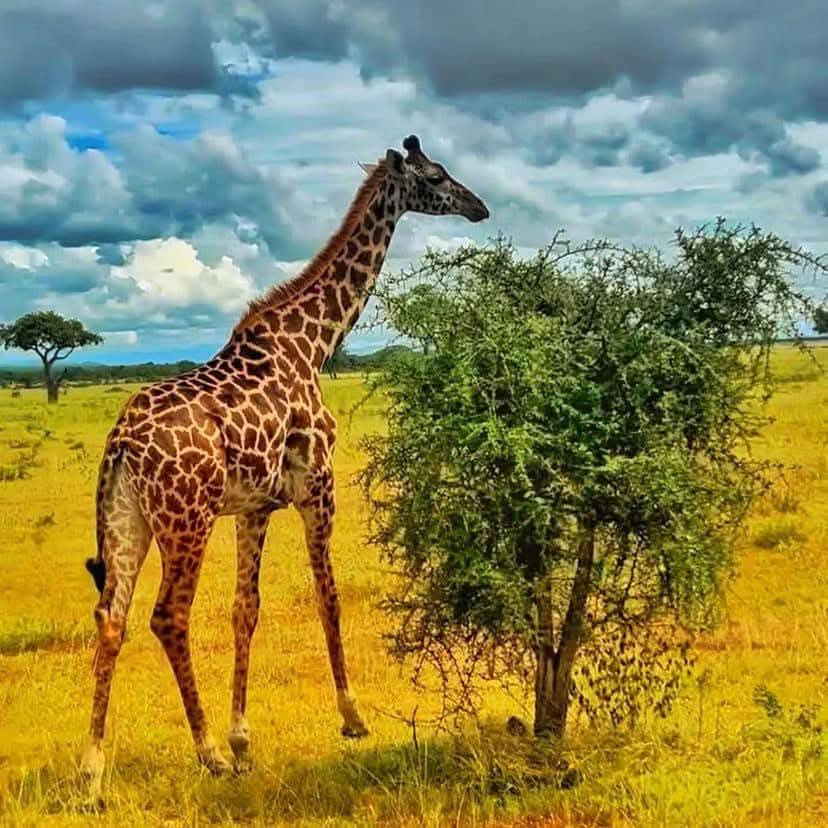 1-Day Mikumi National Park Full-Day Trip gallery image