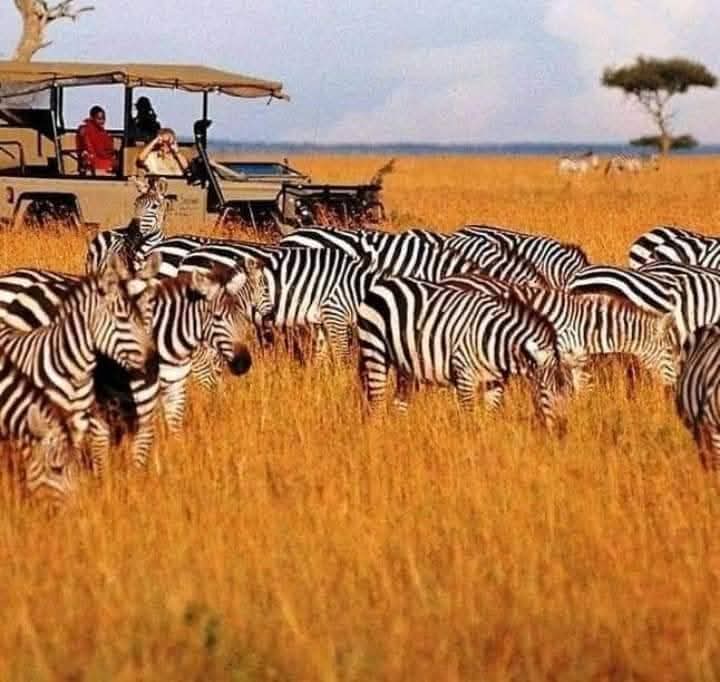 1-Day Mikumi National Park Full-Day Trip gallery image