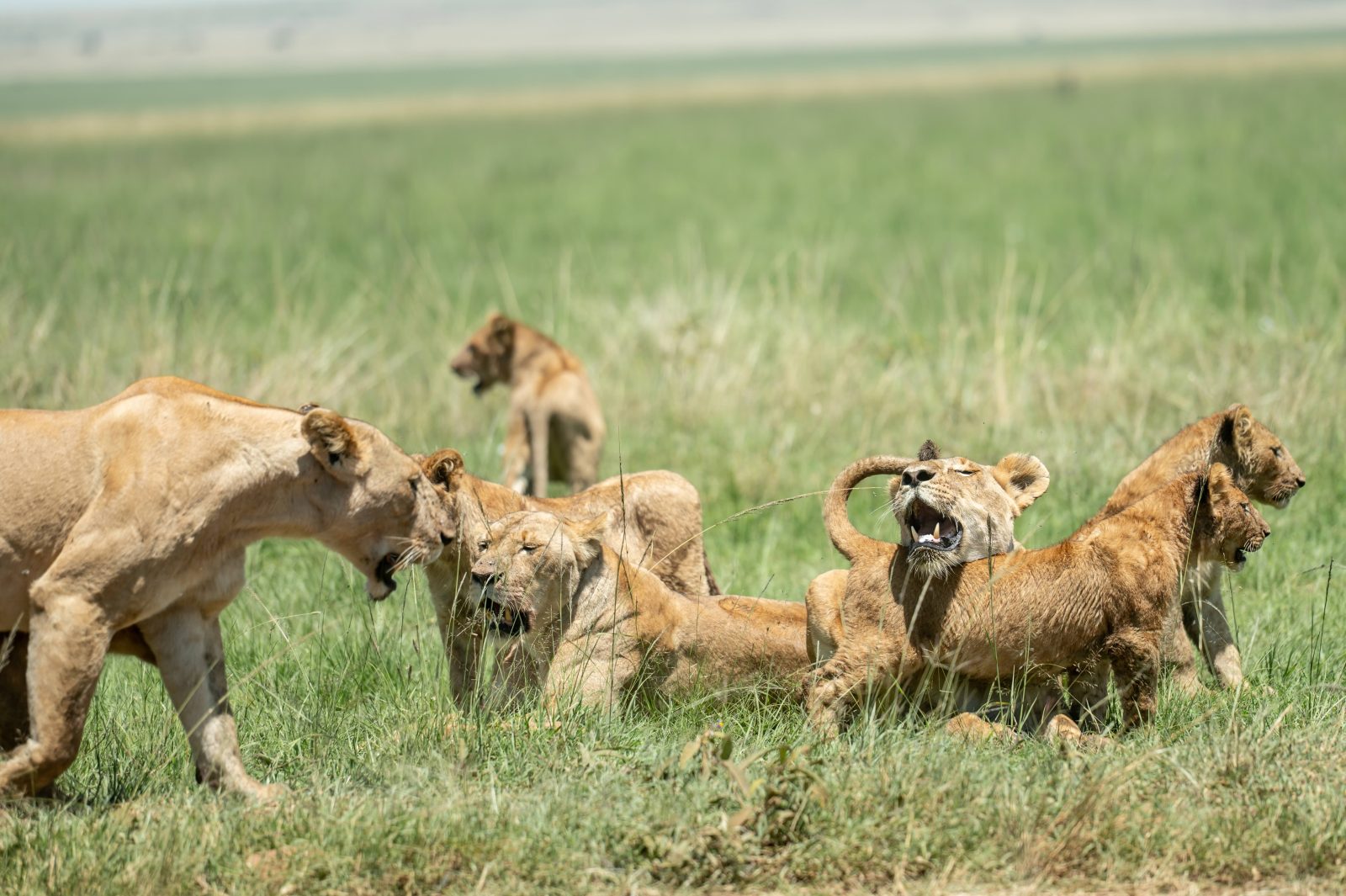 7-Day Masai Mara to Bwindi Adventure gallery image