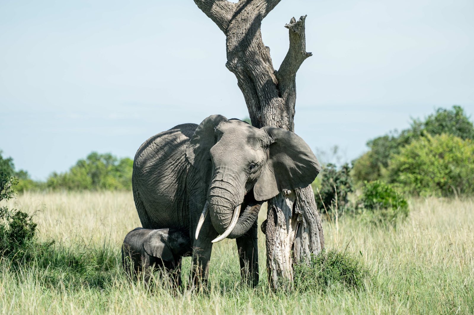 7-Day Masai Mara to Bwindi Adventure gallery image