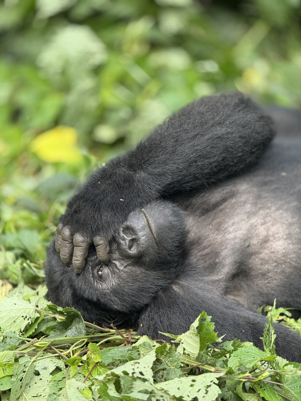 4-Day Fly-In Gorilla Trekking Safari to Bwindi gallery image