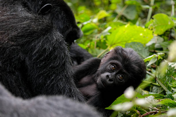 4-Day Fly In Gorilla Trekking Safari to Bwindi gallery image