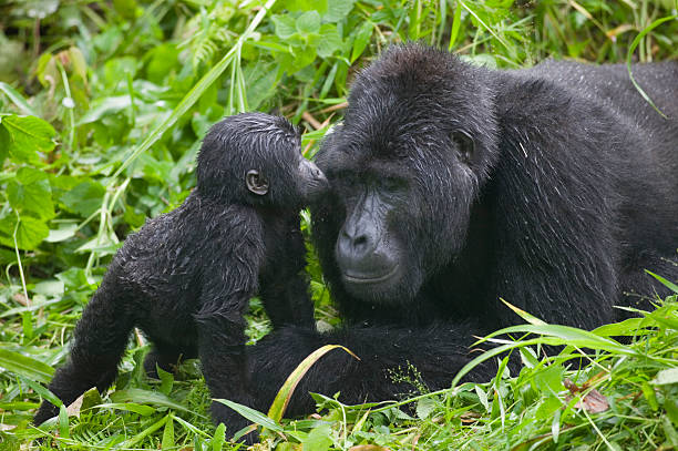 4-Day Fly-In Gorilla Trekking Safari to Bwindi safari tour