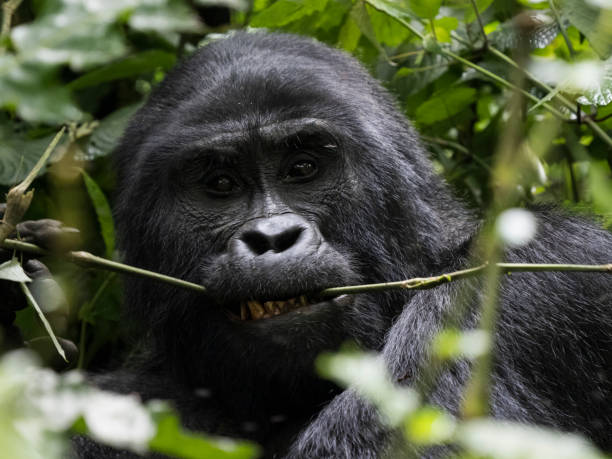 6-Day Big Four Gorilla Trekking Safari to Uganda safari tour