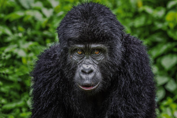 4-Day Fly In Gorilla Trekking Safari to Bwindi safari tour