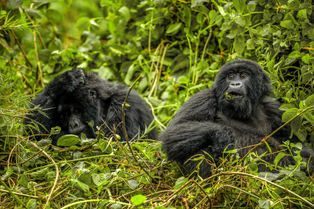 4-Day Flyin Gorilla Trekking Safari to Bwindi safari tour