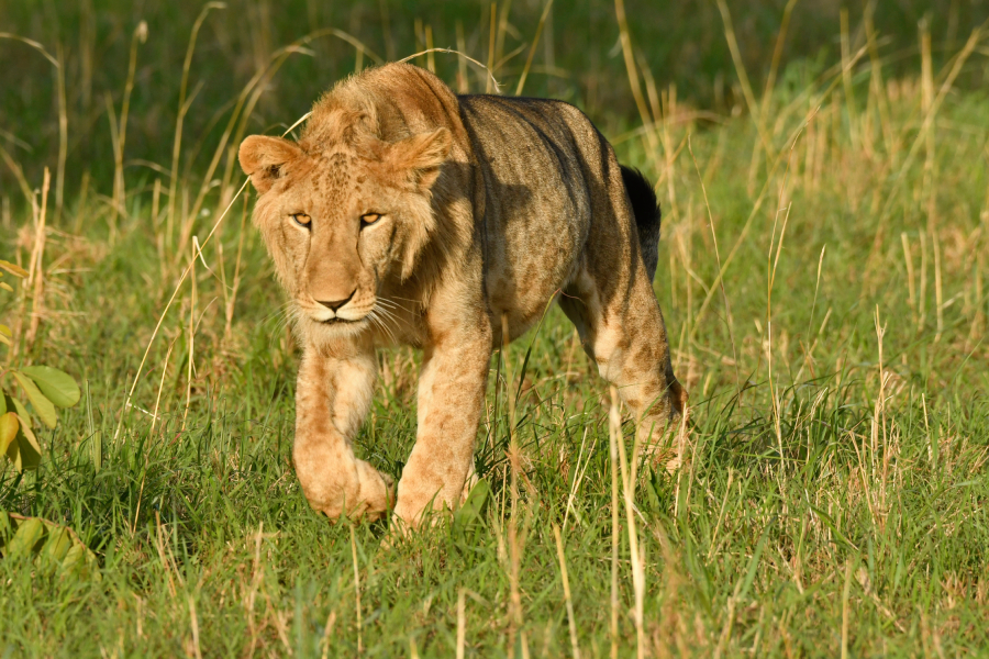 9-Day Big Five Gorilla Trekking & Chimp Trekking Safari