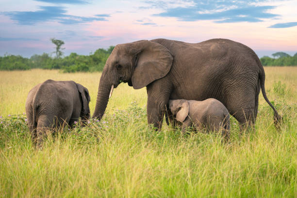 9-Day Big Five Gorilla Trekking & Chimp Trekking Safari Ug gallery image