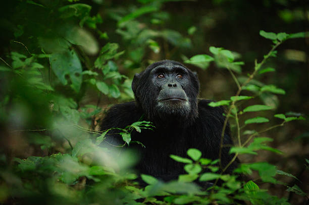 7-Day Big Four Chimp & Gorilla Trekking Safari to Uganda. safari tour