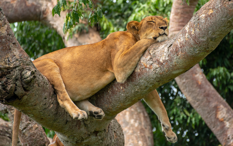 6-Day Big Four Gorilla Trekking Wildlife Safari to Uganda gallery image