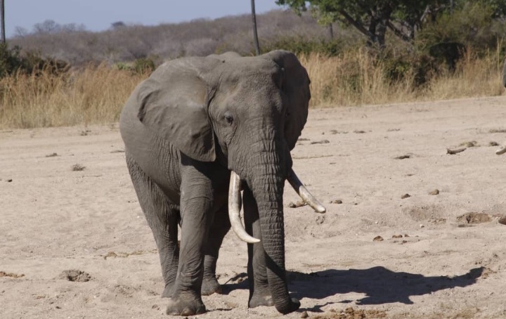 1-Day Tarangire National Park gallery image