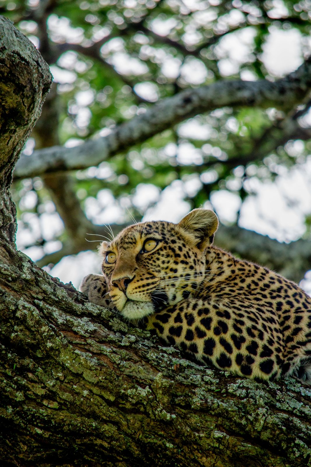 3-Day Tanzania Safari: Tarangire & Ngorongoro Crater gallery image
