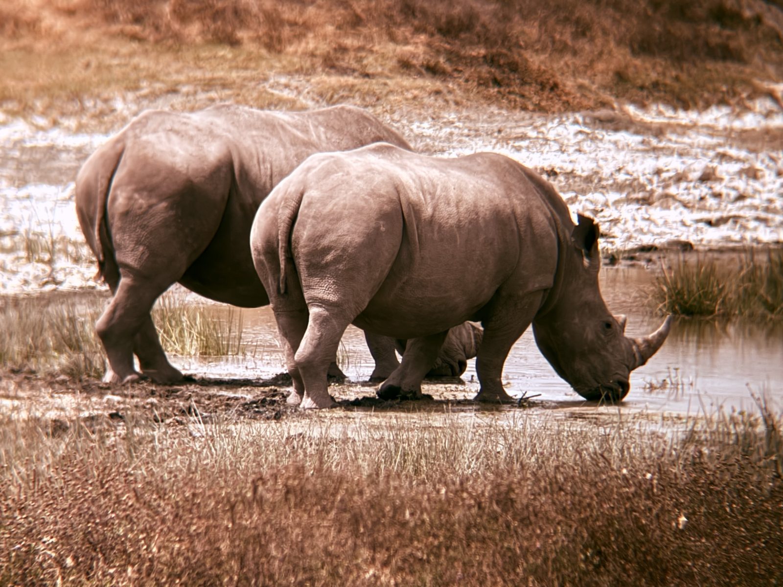 3-Day Tanzania Safari: Tarangire & Ngorongoro Crater gallery image