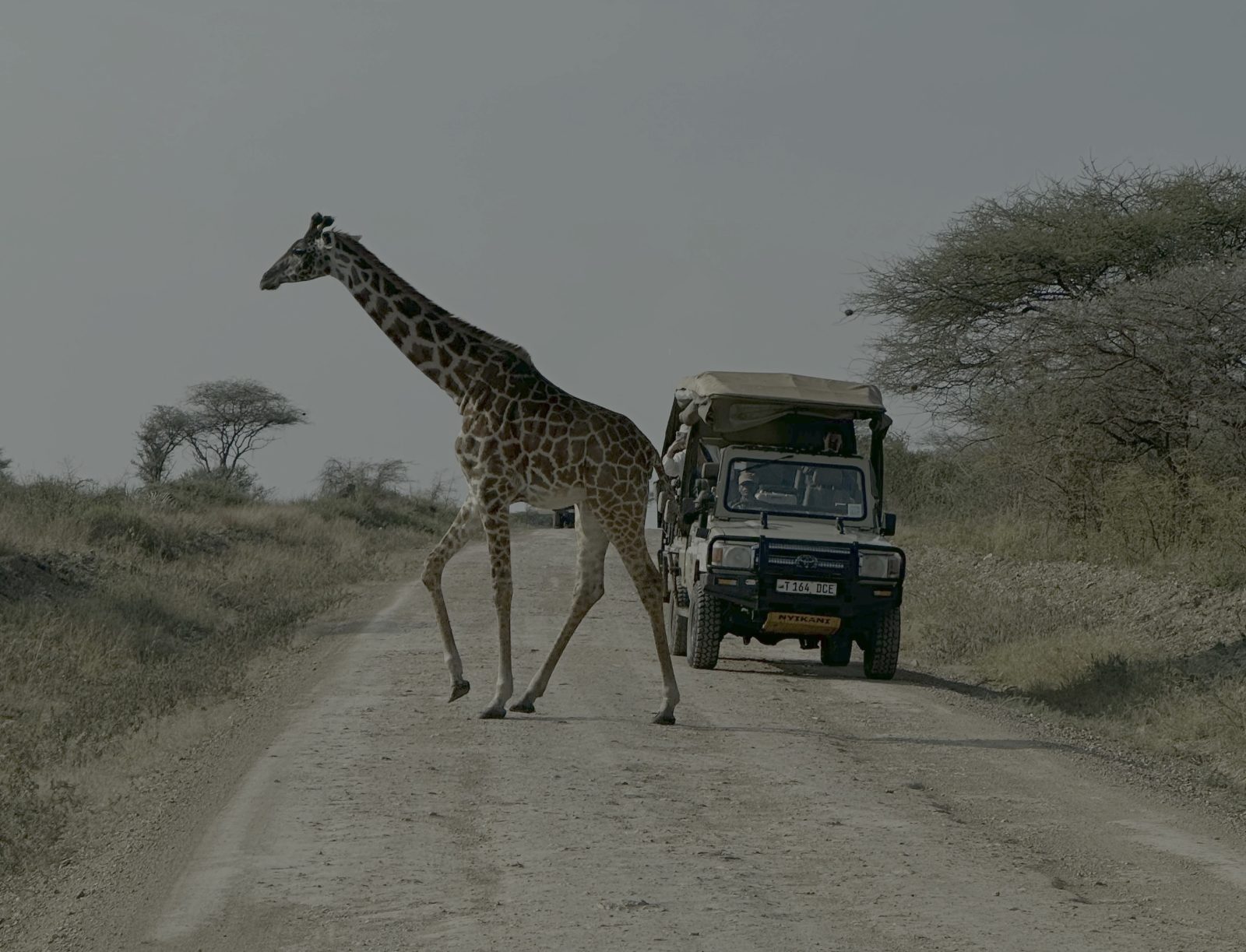 3-Day Tanzania Safari: Tarangire & Ngorongoro Crater