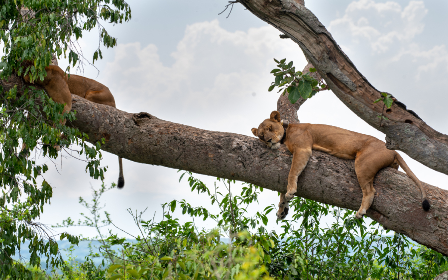 6-Day Big Four Gorilla Trekking Uganda Safari