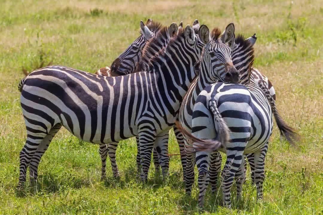 1-Day Mikumi National Park Full-Day Trip