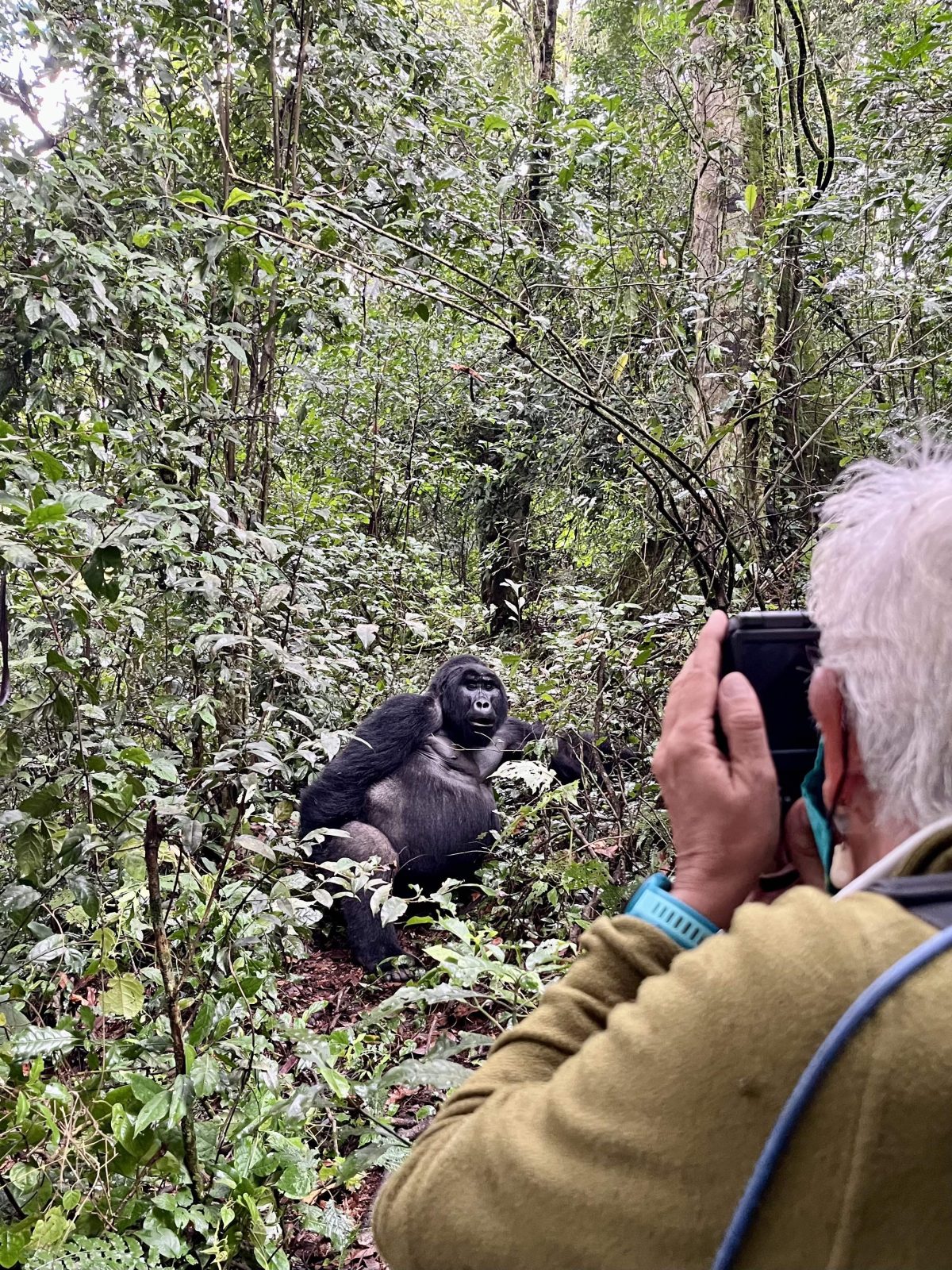 4-Day Fly in Gorilla Safari gallery image