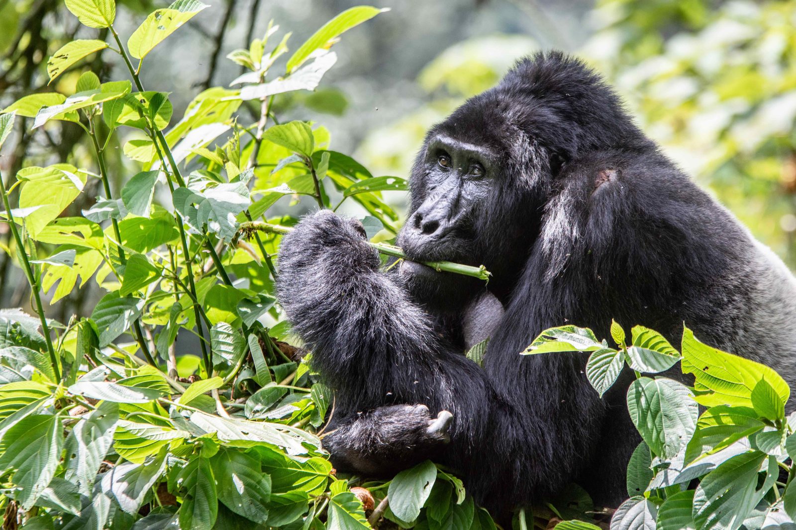 2-Day Rwanda Uganda Gorilla Trekking Safari. gallery image