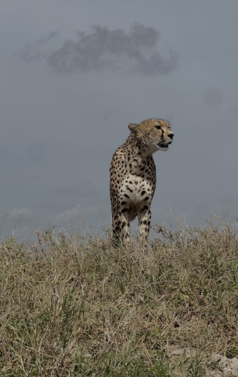 5-Day Camping Safari North Tanzania gallery image