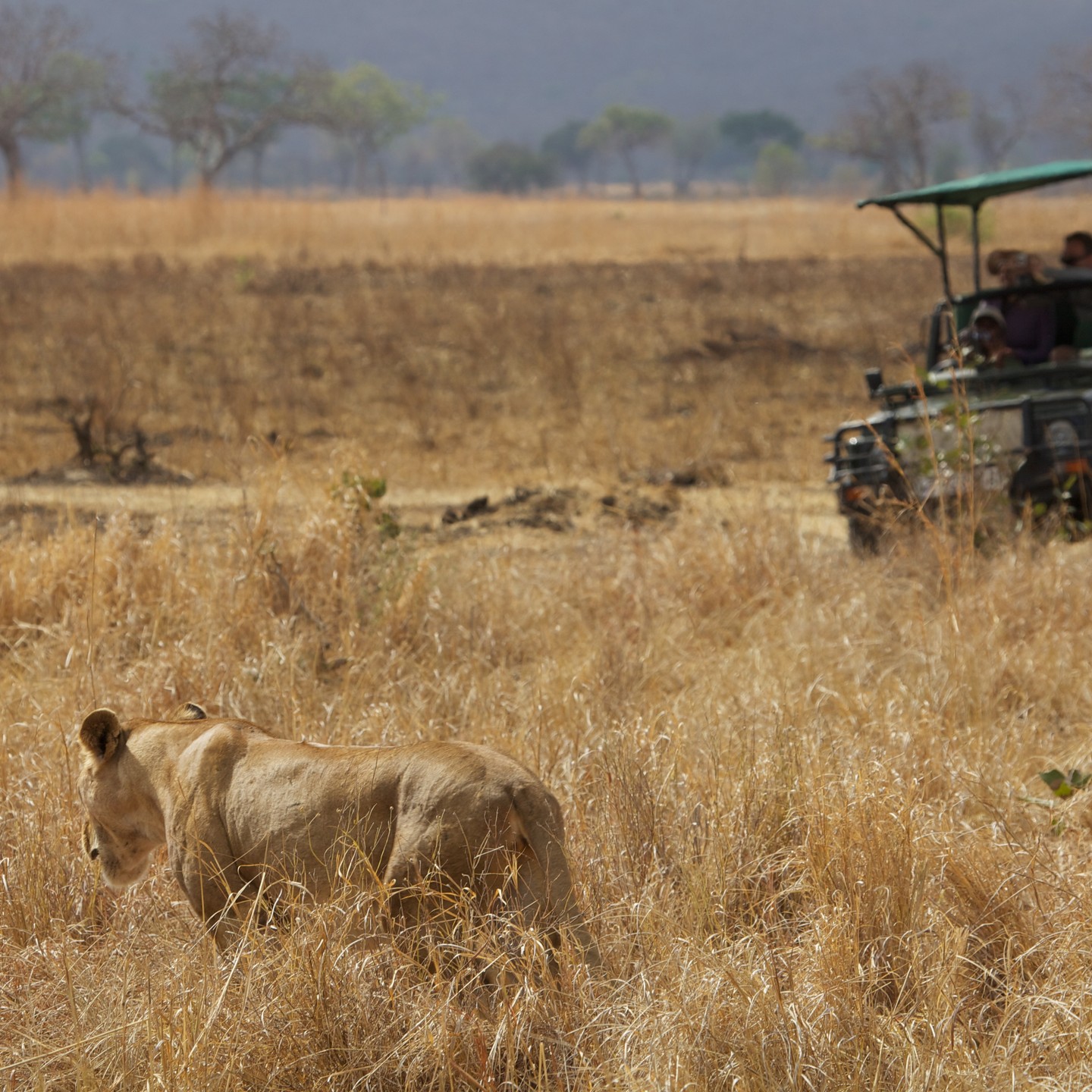 5-Day Southern River & Plains Luxury Safari: Nyerere & Mikumi gallery image