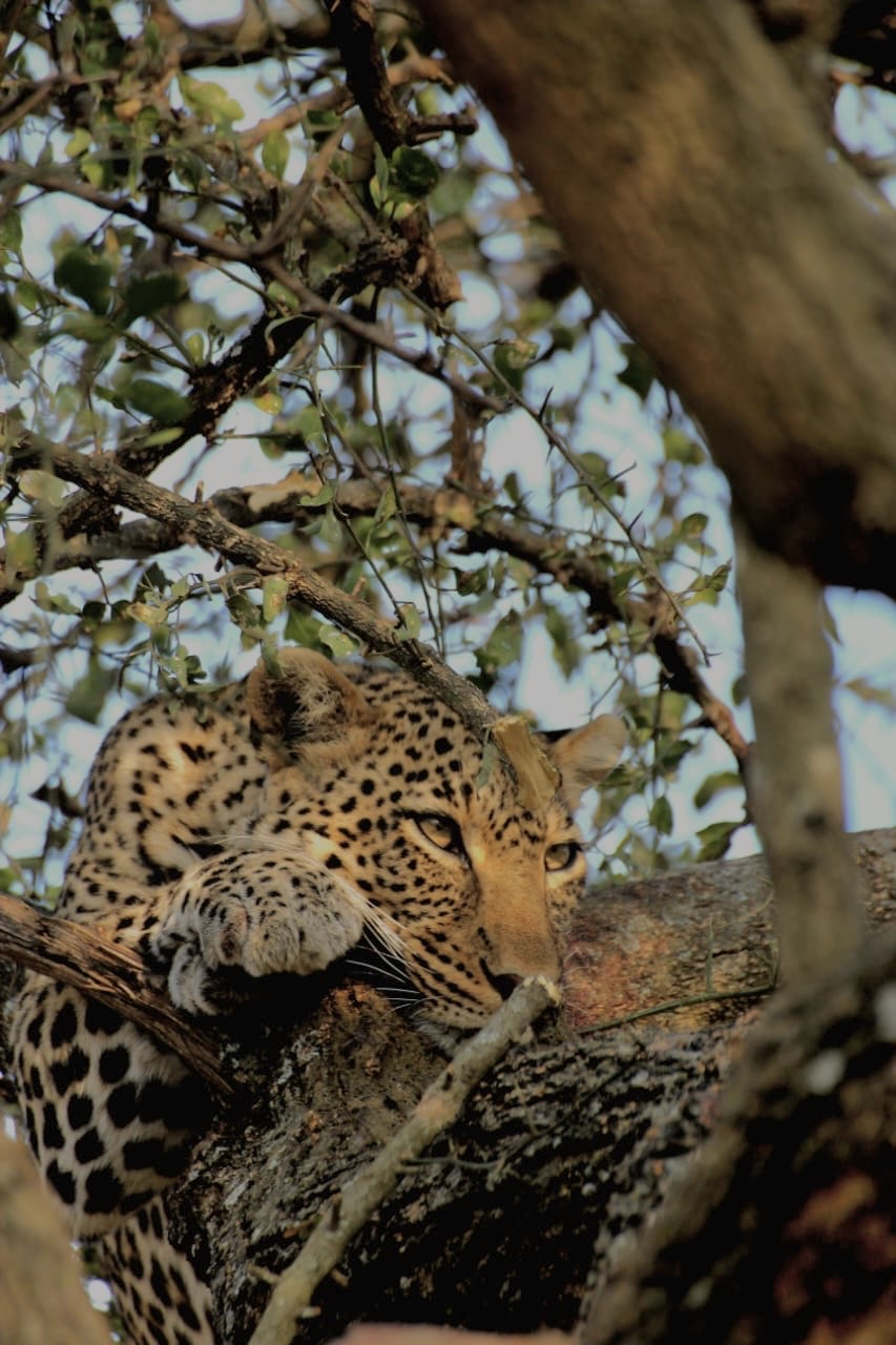 5-Day Camping Safari North Tanzania gallery image