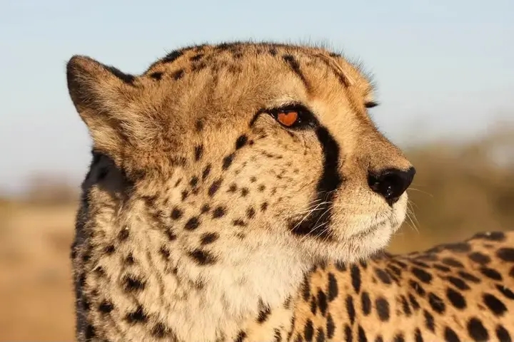 4-Day Tanzania Wildlife Explorer