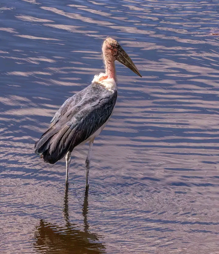 4-Day Tanzania Wildlife Explorer gallery image