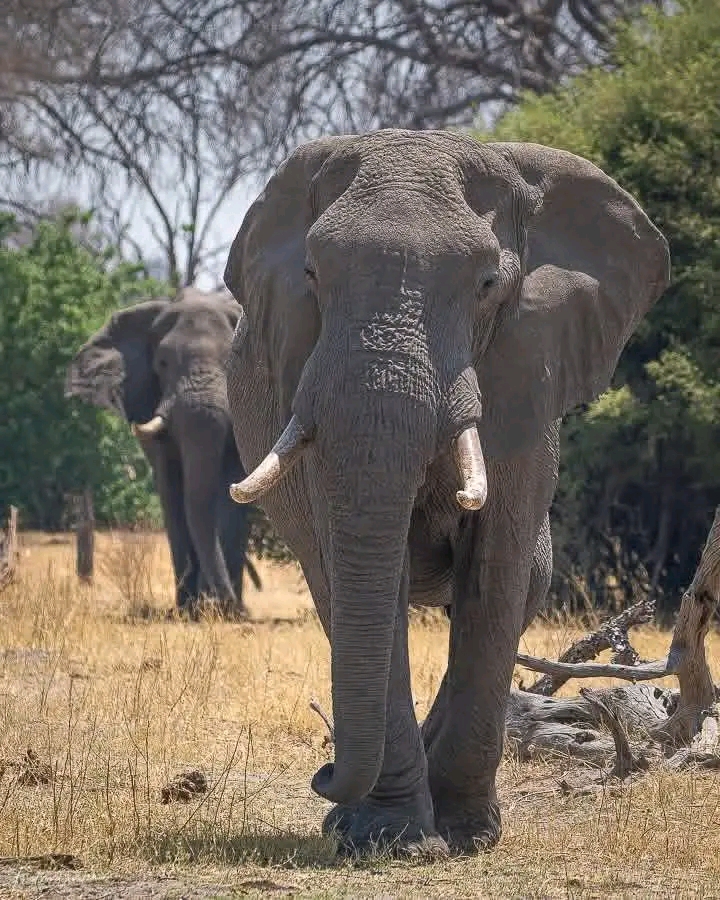 3-Day Tanzania Wildlife Escape Safari
