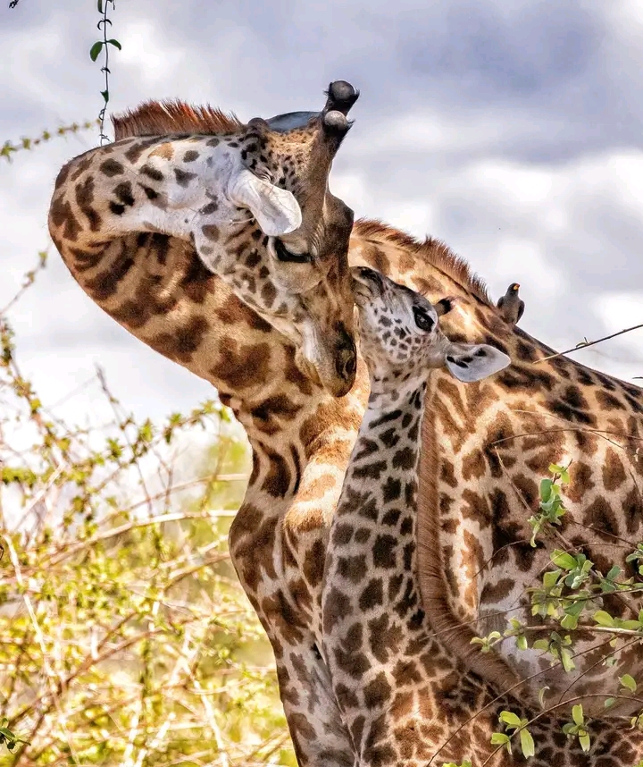 3-Day Tanzania Wildlife Escape Safari gallery image