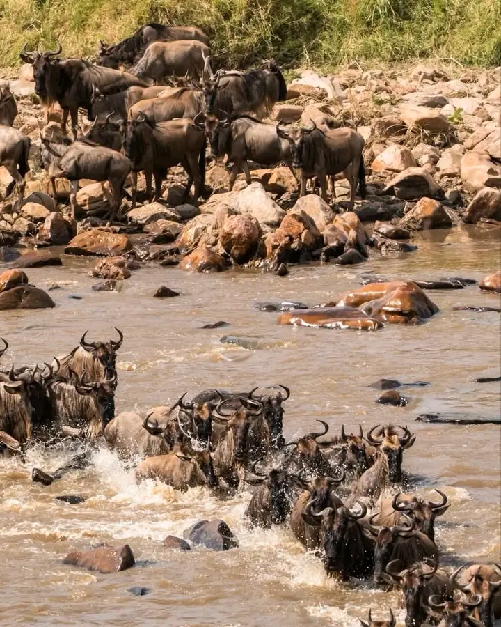 5-Day Great Migration Safari