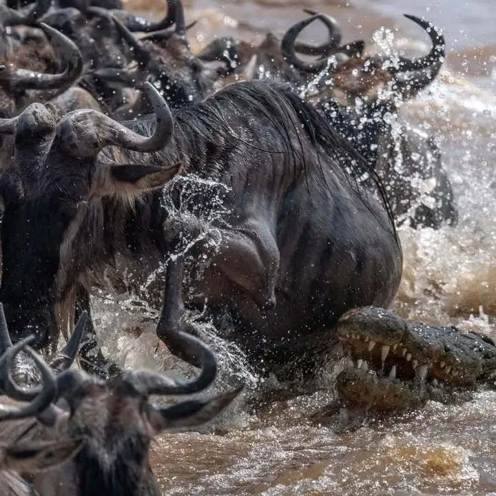 5-Day Great Migration Safari gallery image