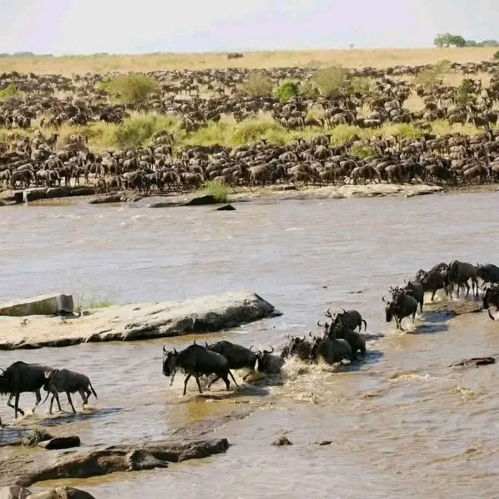 5-Day Great Migration Safari gallery image