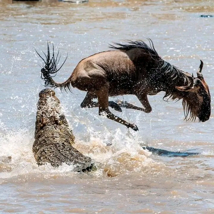 5-Day Great Migration Safari gallery image