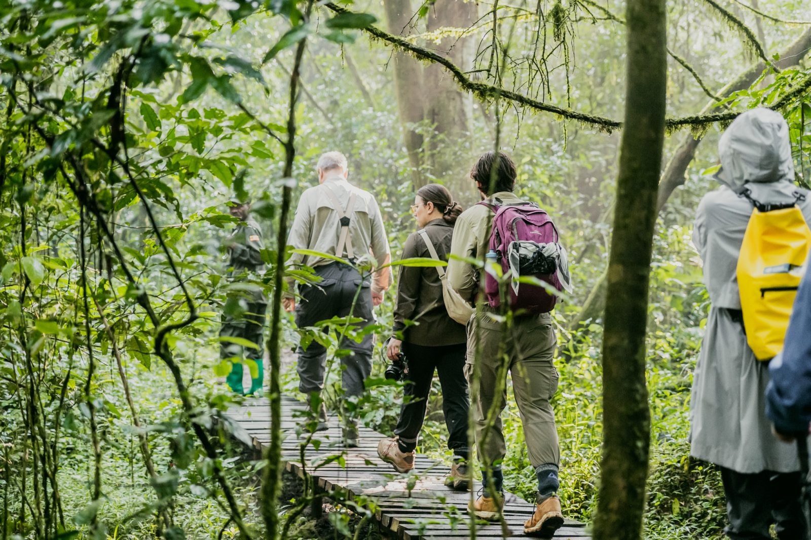5-Day Gorilla and Chimpanzee Trekking Safari. gallery image