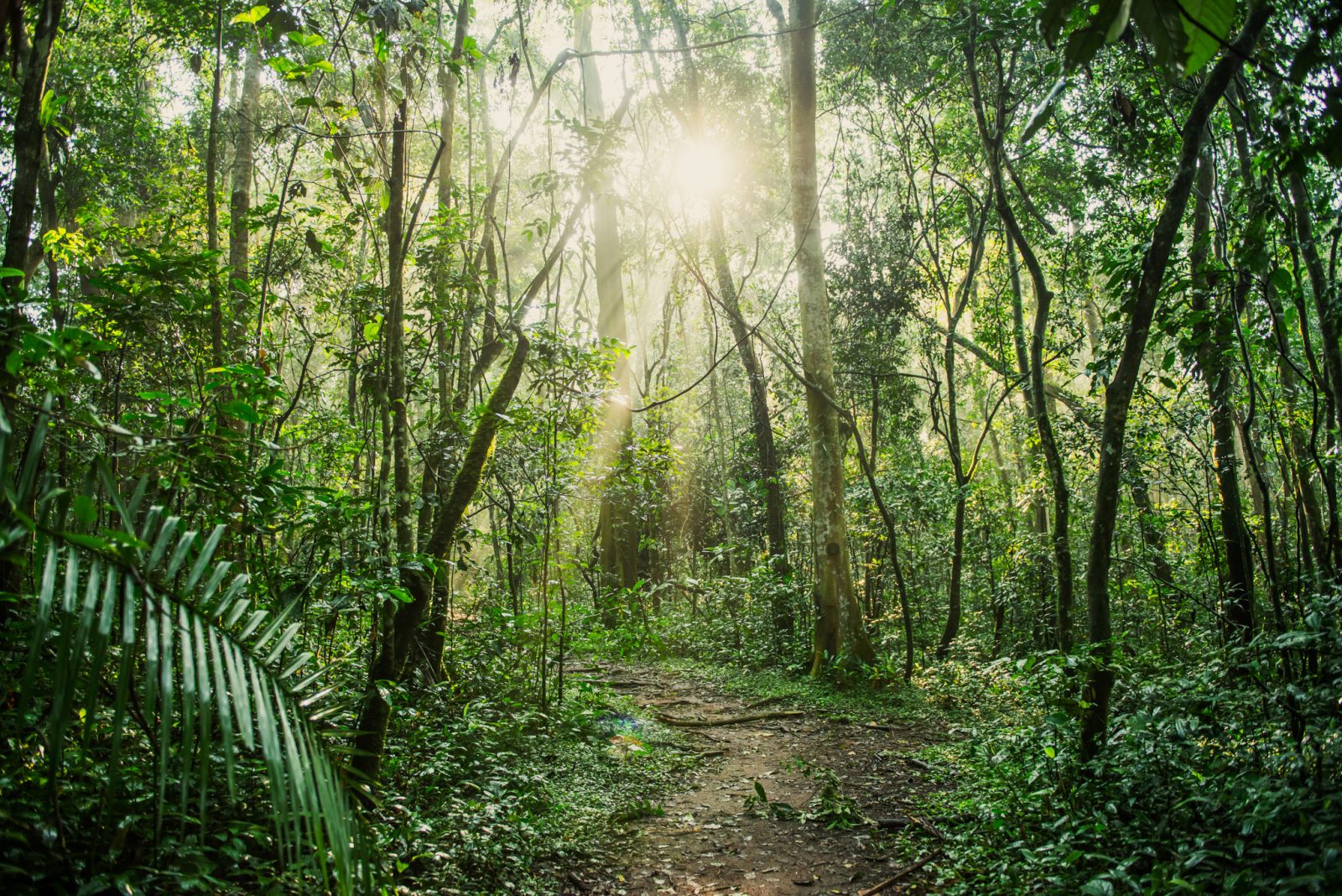 5-Day Gorilla and Chimpanzee Trekking Safari. gallery image