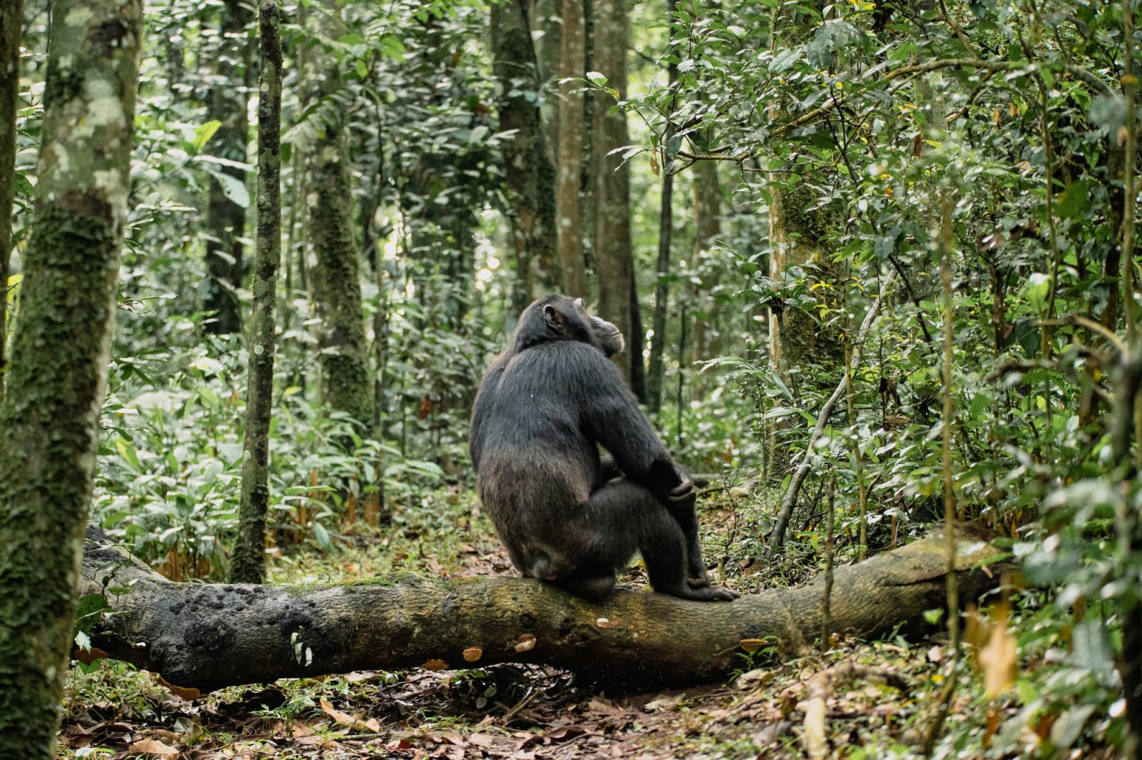 5-Day Gorilla and Chimpanzee Trekking Safari.