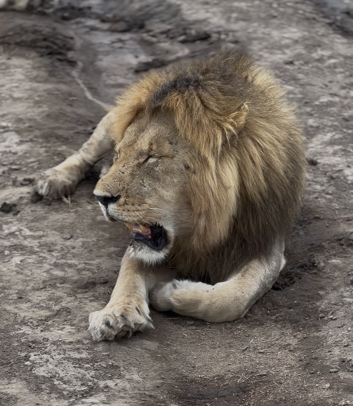 6-Day Tanzania Classic Safari gallery image
