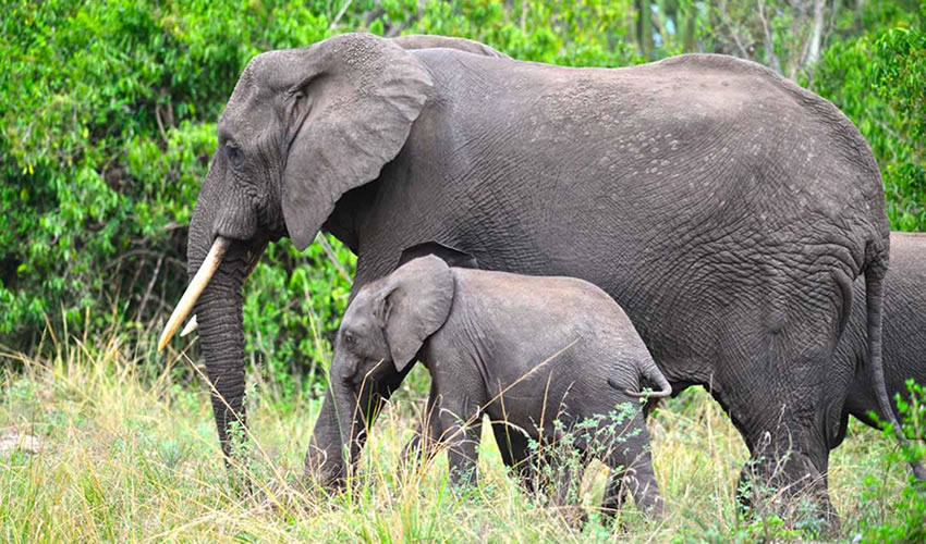 3-Day Big Five Safari Uganda gallery image