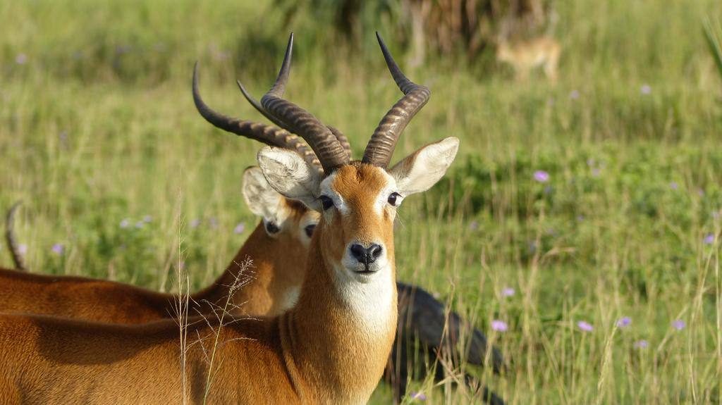 11-Day Best of Uganda Safari gallery image