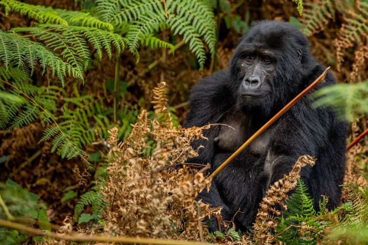 3-Day Gorilla Tracking Bwindi gallery image