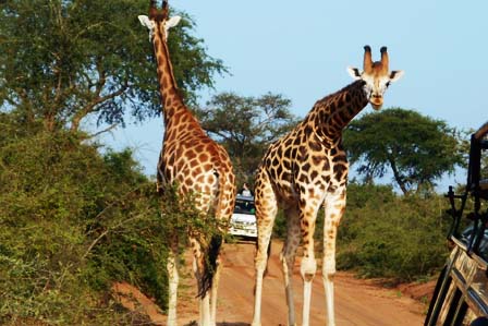 6-Day Queen Elizabeth & Murchison Falls gallery image