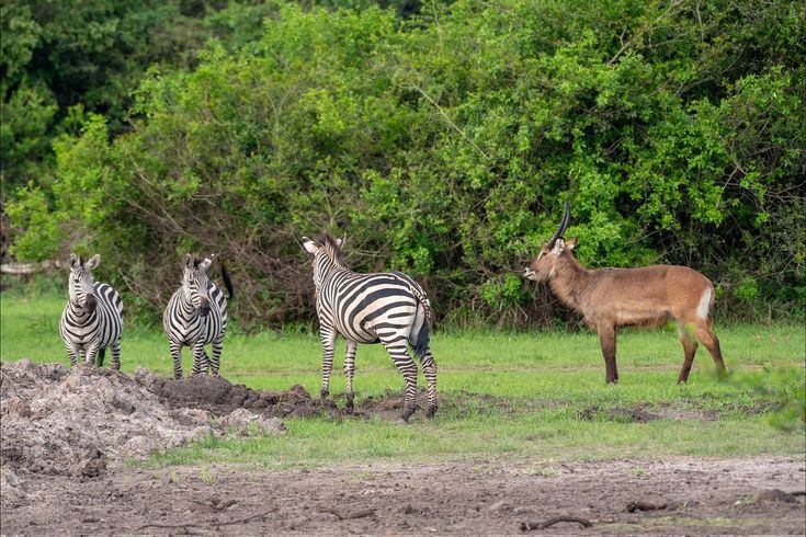 2-Day Lake Mburo National Park Tour