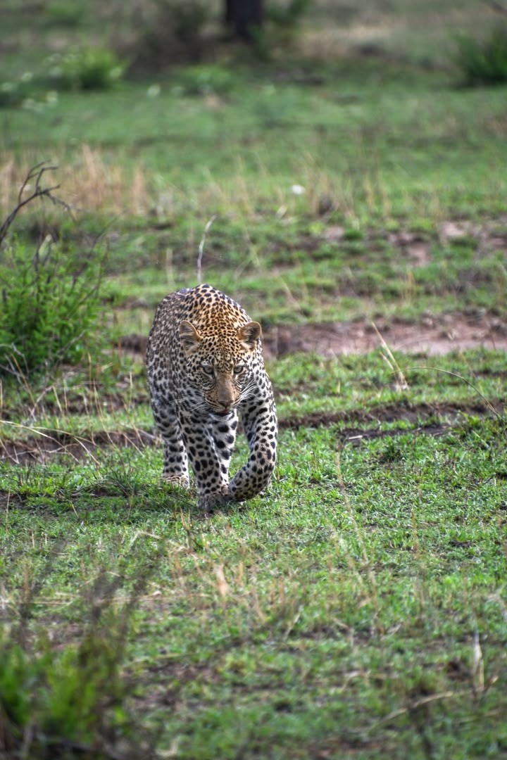 4-Day Tarangire, Serengeti Wildlife & Ngorongoro Safari gallery image