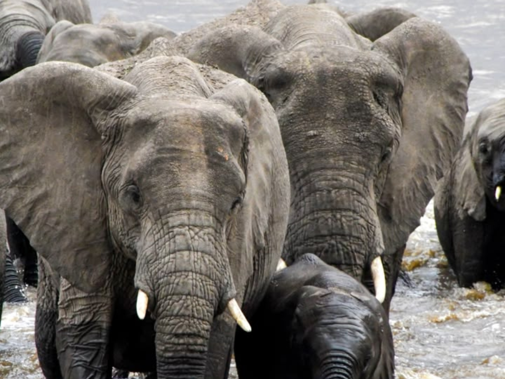 4-Day Tarangire, Serengeti Wildlife & Ngorongoro Safari gallery image