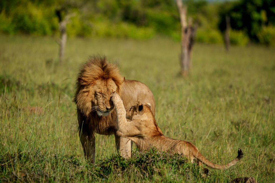 2-Day Lake Manyara & Ngorongoro Crater Safari gallery image