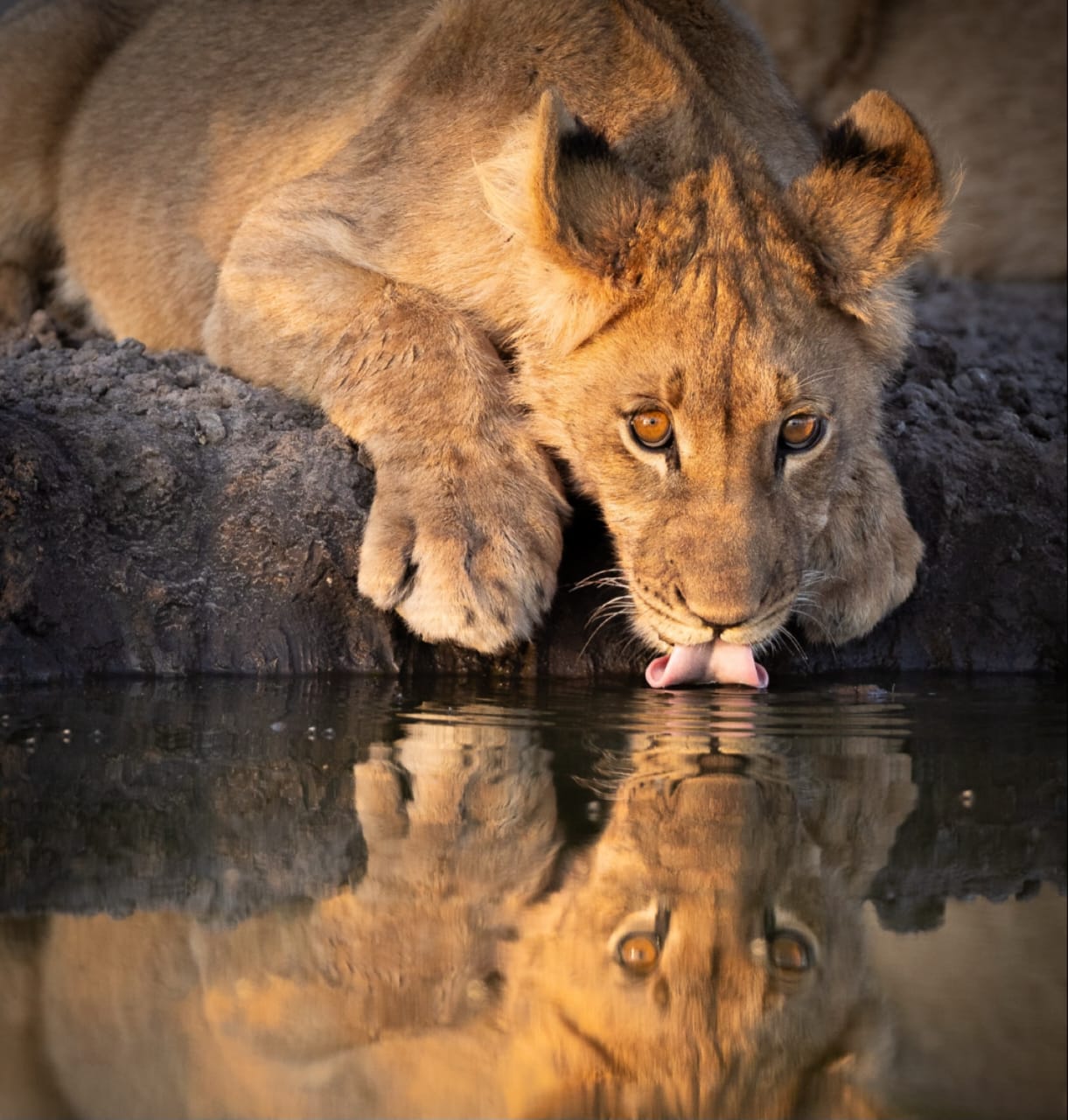 2-Day Lake Manyara & Ngorongoro Crater Safari gallery image
