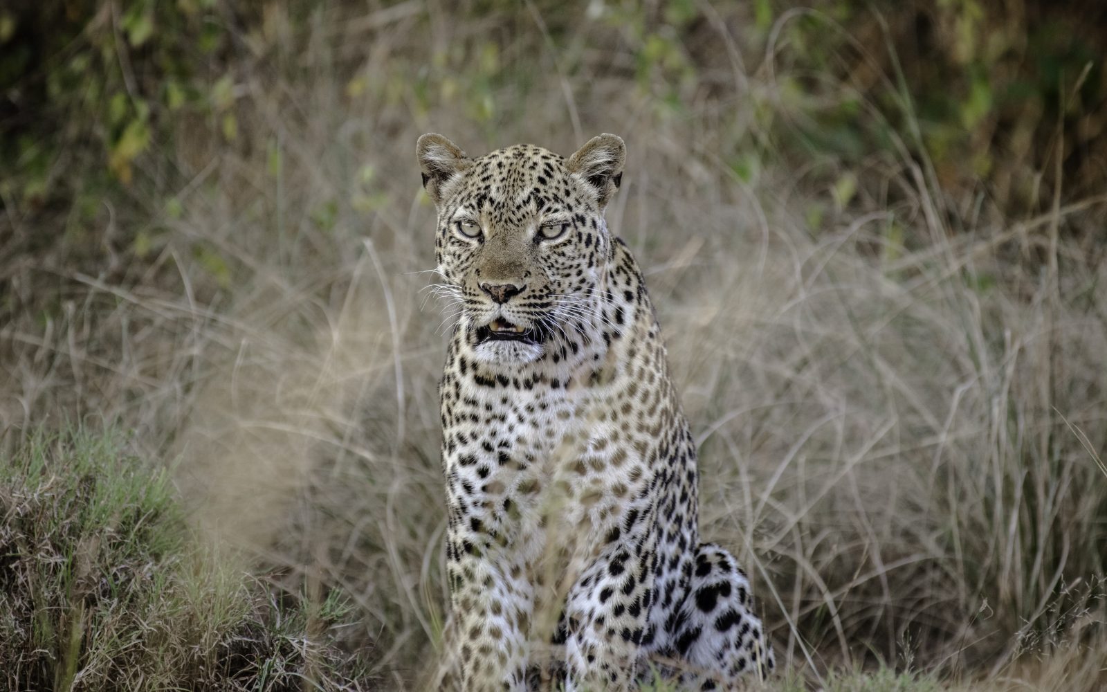 7-Day Chimps, Gorilla Adventure with a Safari
