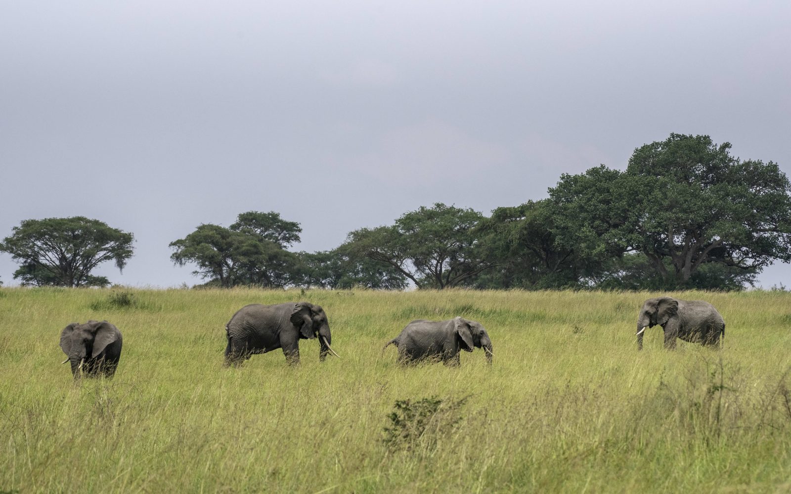 7-Day Chimps, Gorilla Adventure with a Safari gallery image