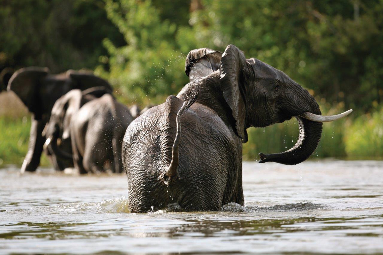 7-Day Chimps, Gorilla Adventure with a Safari gallery image