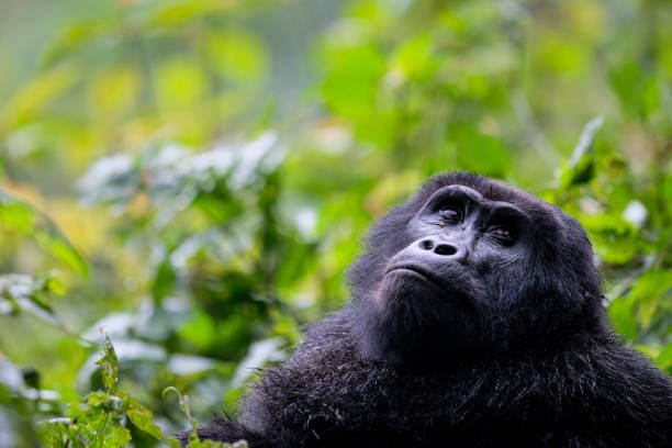 15-Day Big Five Gorilla & Chimp Trekking Safari to Uganda safari tour